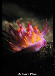 flembelina by Janice Chan 